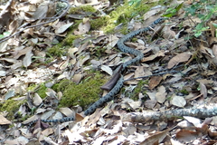 Natrix helvetica cetti