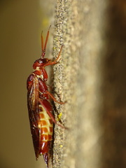 Macroxyela