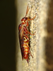 Macroxyela