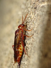 Macroxyela