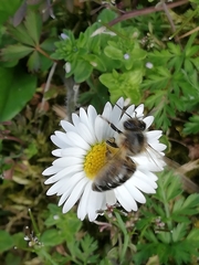 Apis mellifera