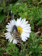 Apis mellifera