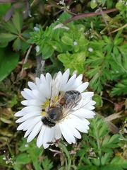 Apis mellifera