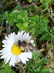 Apis mellifera