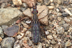 Nebritus pellucidus