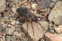 Nebritus pellucidus