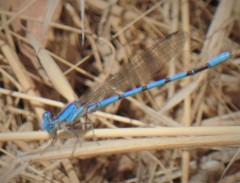 Argia agrioides
