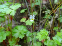 Viola kitaibeliana