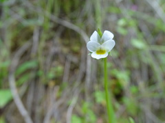 Viola kitaibeliana