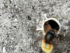 Osmia cornuta