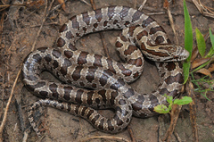 Lampropeltis calligaster