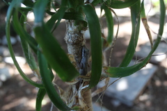 Anolis sagrei