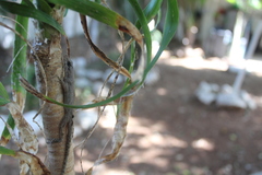 Anolis sagrei