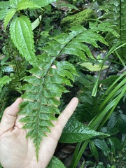 Hymenasplenium excisum