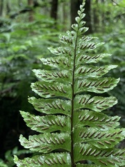 Hymenasplenium excisum
