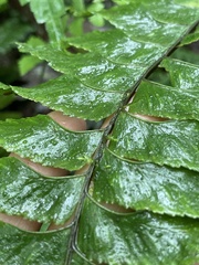 Hymenasplenium excisum