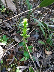 Anarrhinum bellidifolium