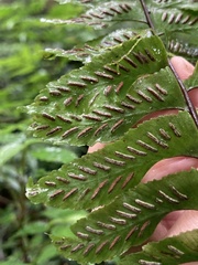 Hymenasplenium excisum