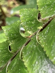 Hymenasplenium excisum
