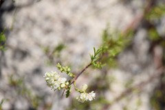 Polygonum dentoceras