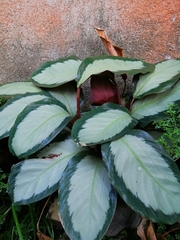 Goeppertia picturata