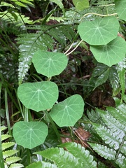 Stephania cephalantha