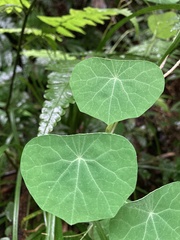 Stephania cephalantha