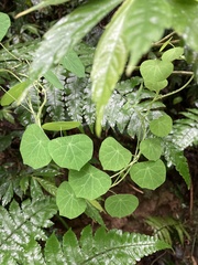 Stephania cephalantha