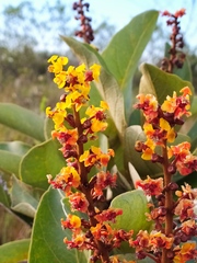 Byrsonima guilleminiana