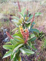 Byrsonima guilleminiana