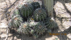 Ferocactus flavovirens