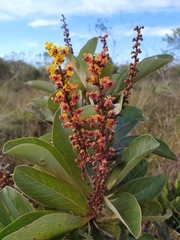 Byrsonima guilleminiana