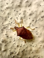 Supputius cincticeps