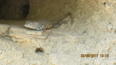 Ferocactus flavovirens