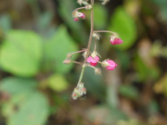 Pseudarthria viscida