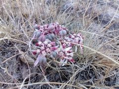 Euphorbia radians