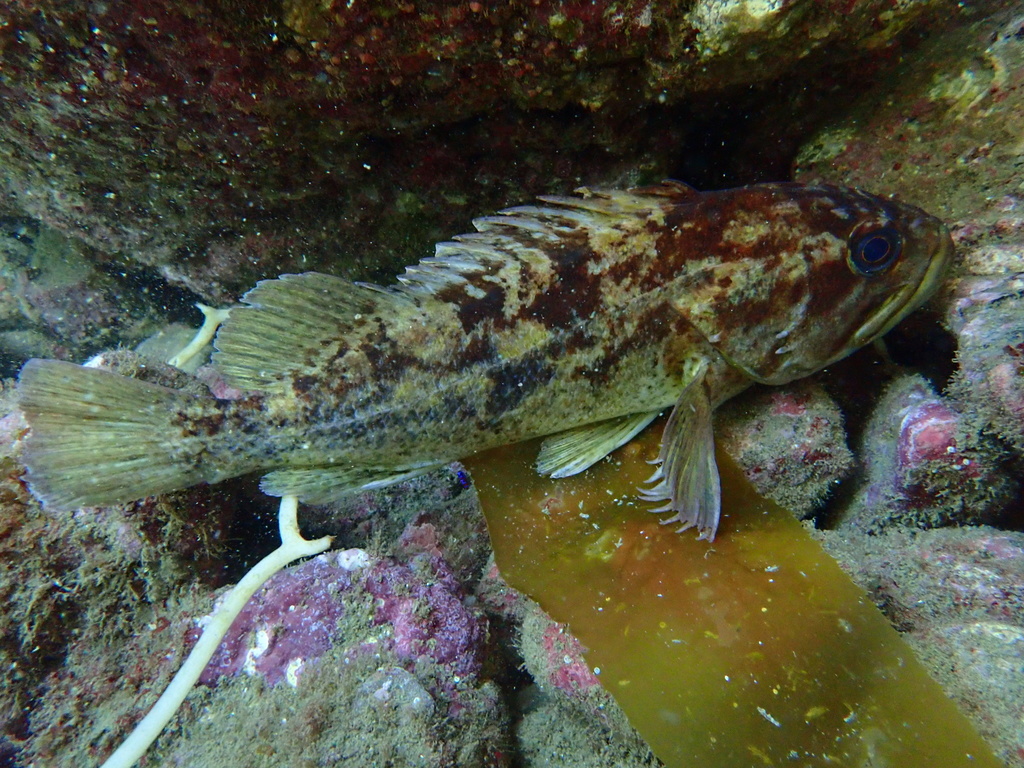 Grass Rockfish (Sebastes rastrelliger) - Marine Life Identification