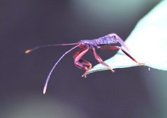 Dalader planiventris