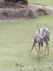 Tragelaphus