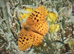 Speyeria coronis