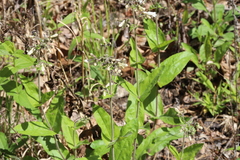 Penstemon pallidus