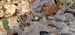 Claytonia caroliniana