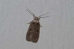 Agonopterix argillacea