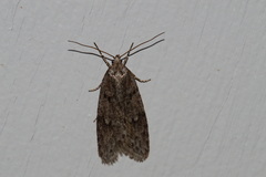 Semioscopis megamicrella