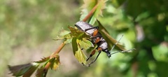 Otiorhynchus cardiniger