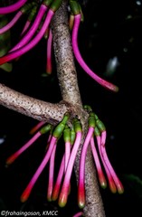 Bakerella clavata