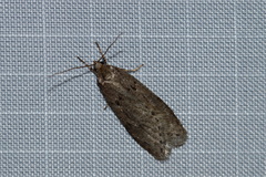 Semioscopis megamicrella