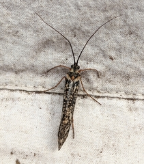 Clistoronia magnifica