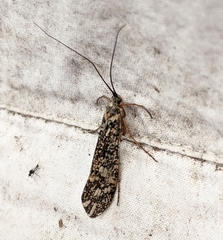 Clistoronia magnifica