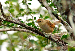 Phacellodomus sibilatrix